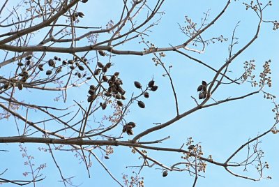 Paulownia tomentosa -paulovnie plstnatá - zralé plodenství a budoucí květenství